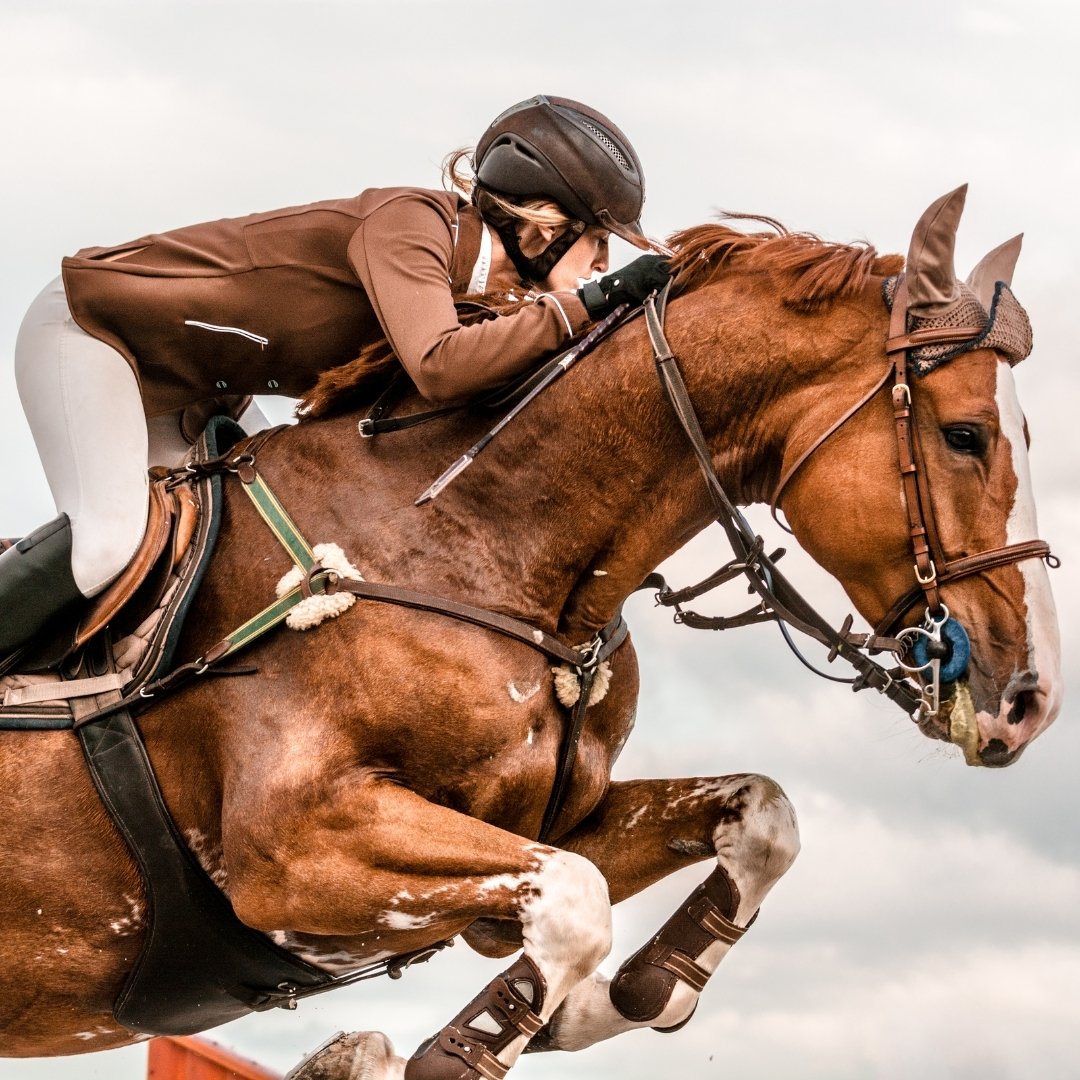 Selles cheval cuir Lexcia Reims Selles cheval cuir Lexcia Reims