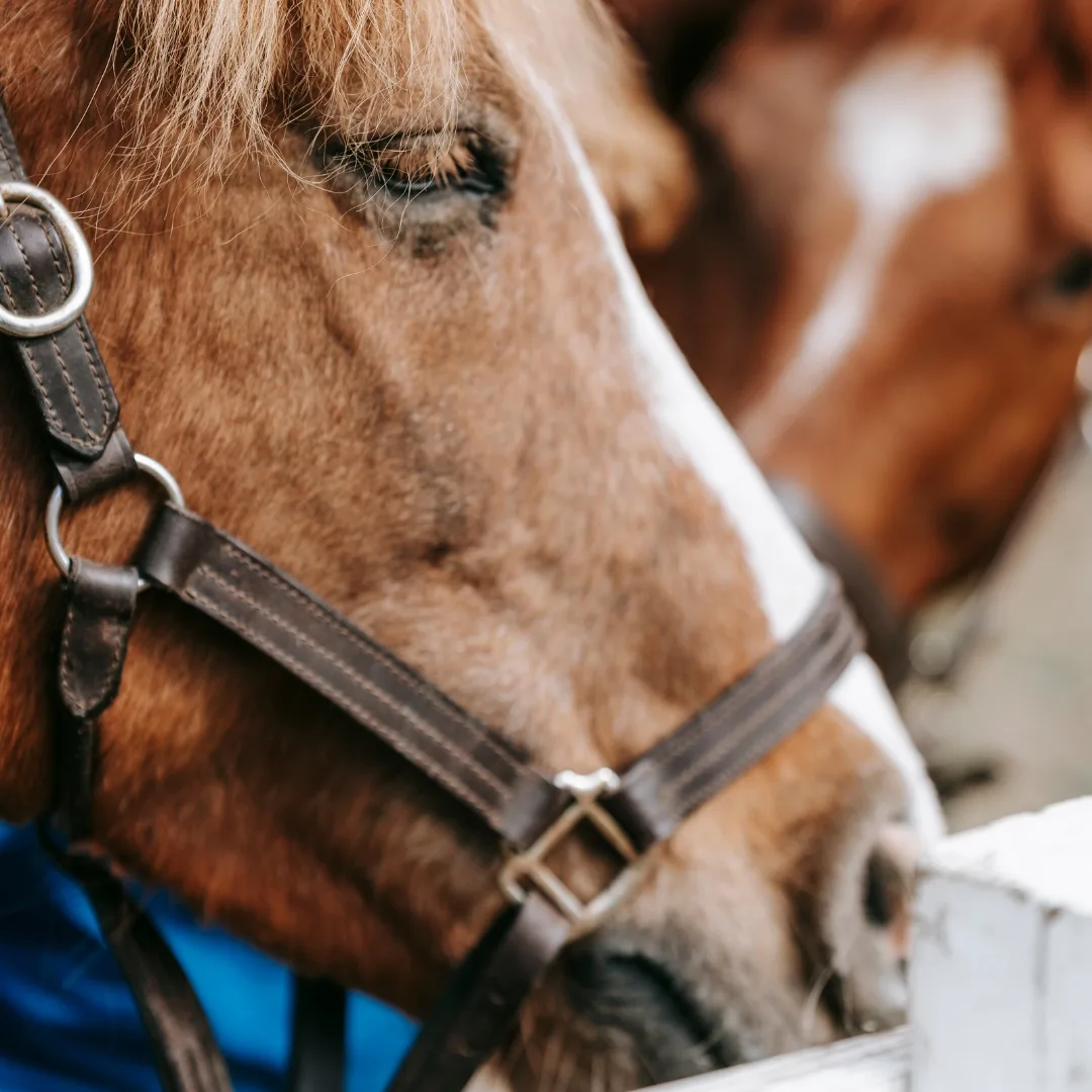 Licol cuir cheval Lexcia Reims